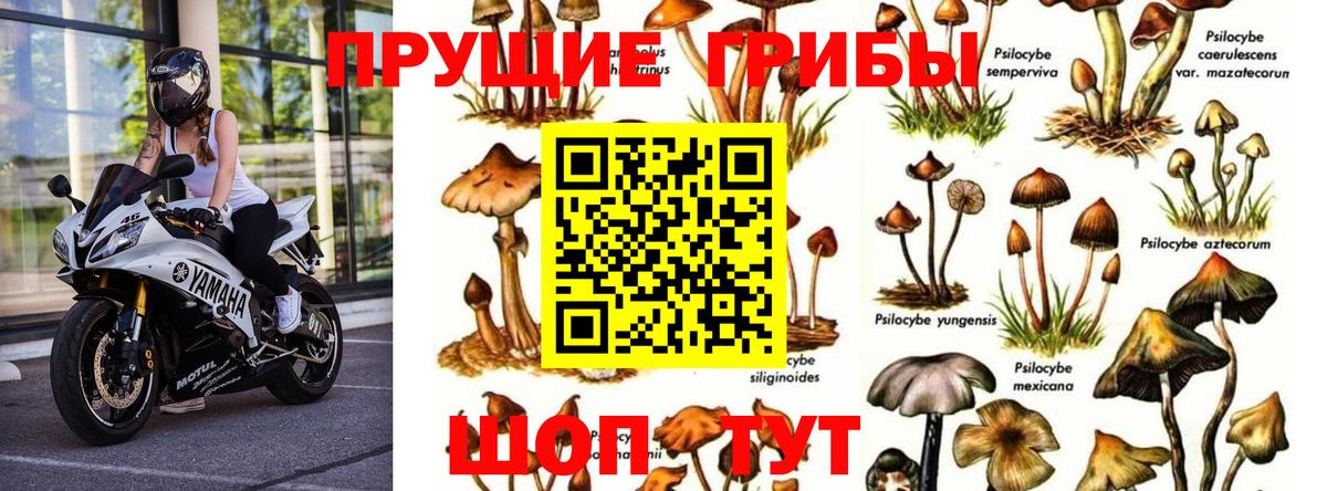 Псилоцибиновые грибы GOLDEN TEACHER  Псилоцибиновые грибы Cubensis  Вход с VPN  Касимов 